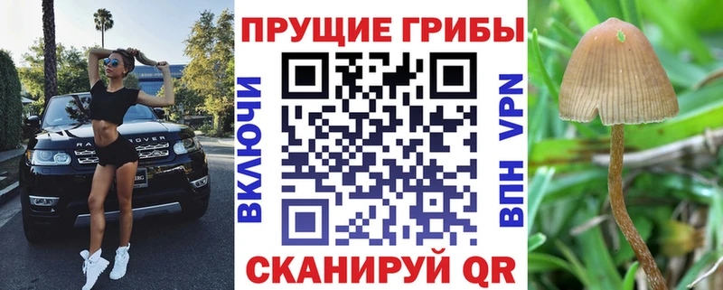 Галлюциногенные грибы Psilocybe  Дагестанские Огни 